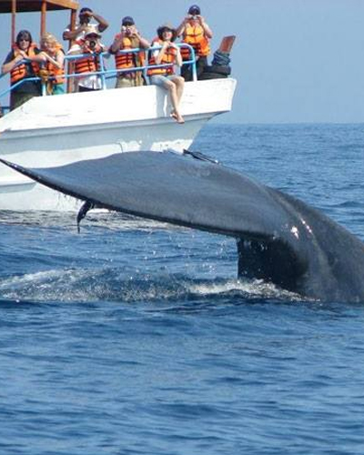 Villa Kusum Whale and/or Dolphin Watching