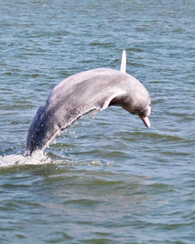 Whale and/or Dolphin Watching Hikkaduwa
