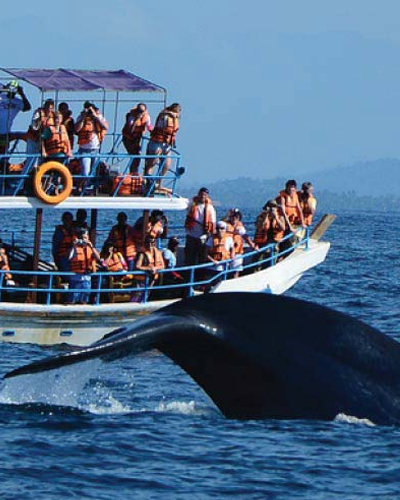 Whale and/or Dolphin Watching Hikkaduwa