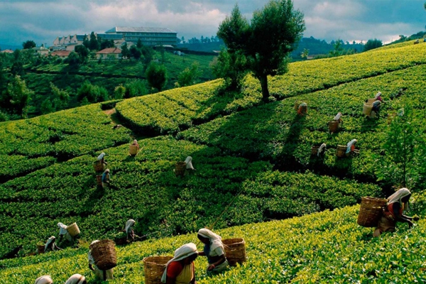 Villa Kusum Tours, Trips & Airport Transfers